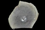 Rare, Fossil Horseshoe Crab (Euproops) Pos/Neg - Mazon Creek, Illinois #68936-3